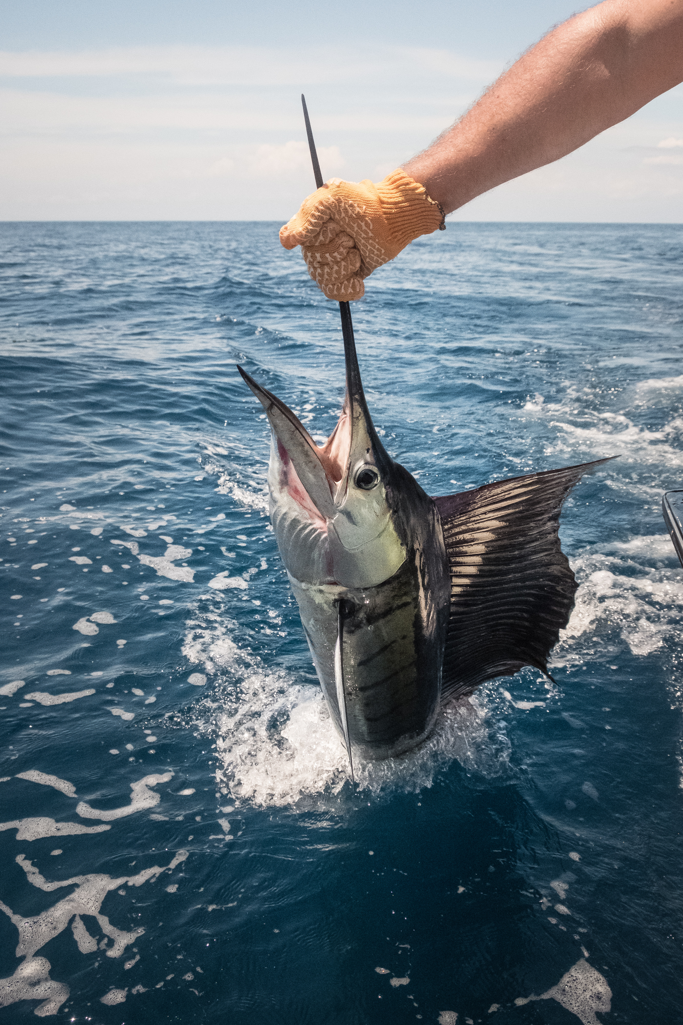 close-up-hand-holding-sailfish-sea