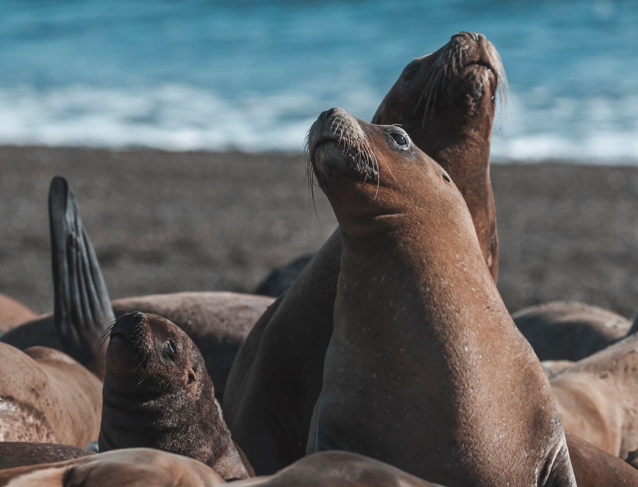 sea-lion-peninsula-valdes-chubut-province-patagonia-argentina